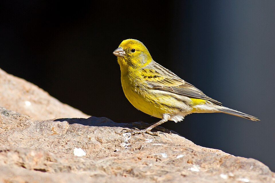 Island Canary
