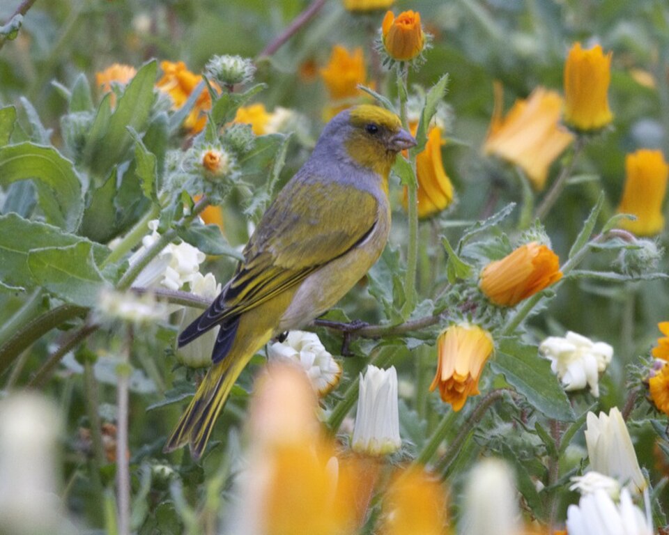 Cape Canary