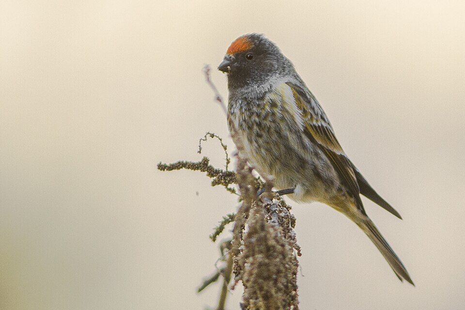 Fire-fronted Serin