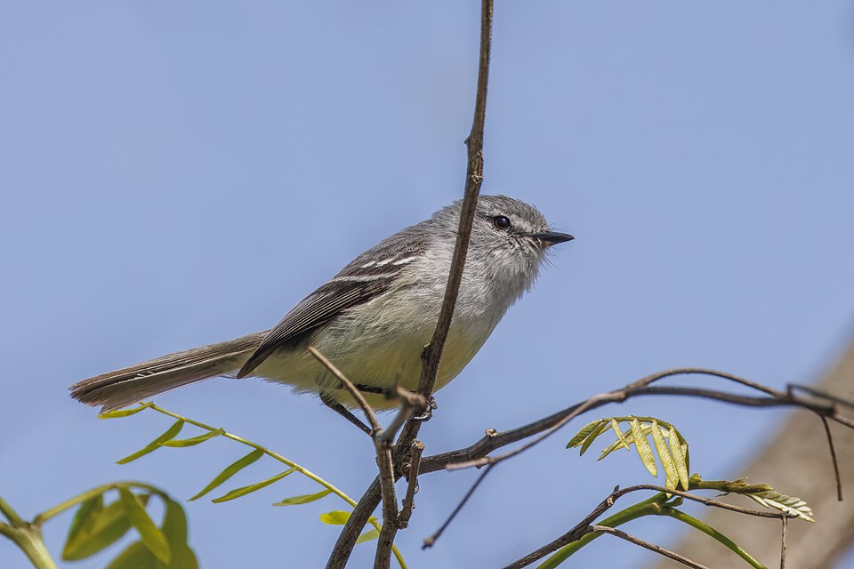 White-crested Tyrannulet