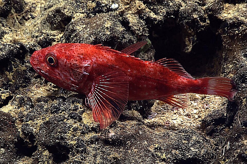 Channeled rockfish