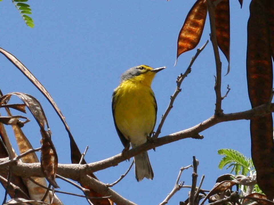 Adelaide's Warbler