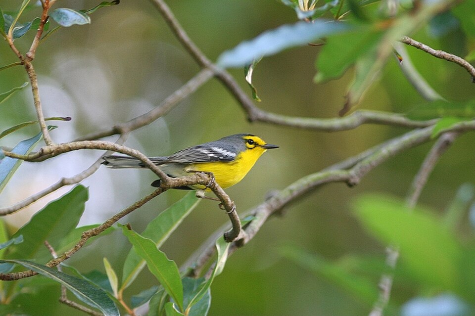 St. Lucia Warbler