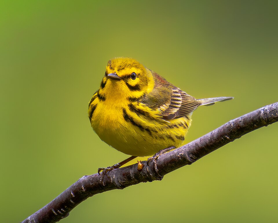 Prairie Warbler