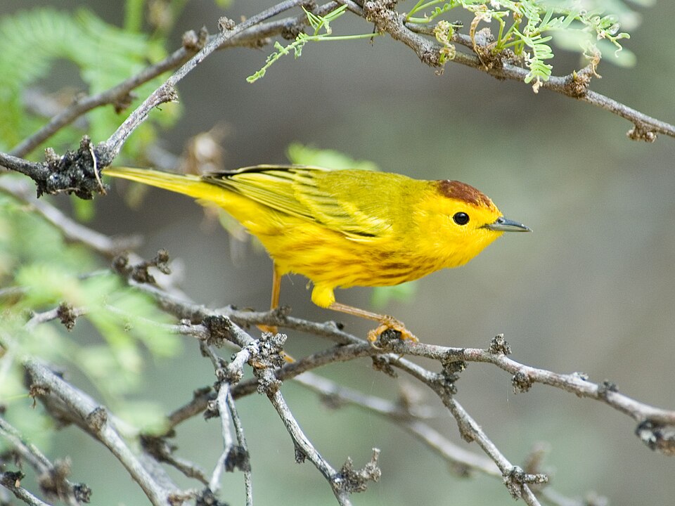 Yellow Warbler