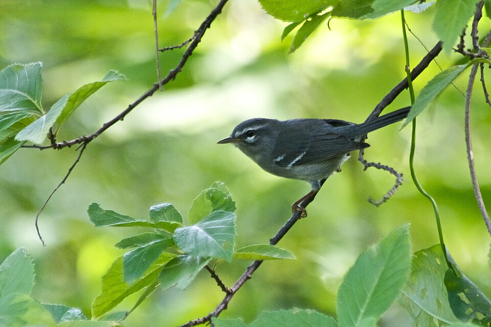 Plumbeous Warbler