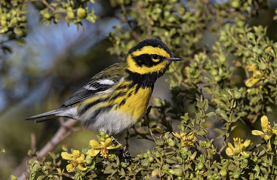 Townsend's Warbler