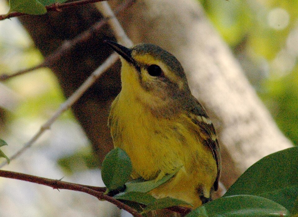 Vitelline Warbler