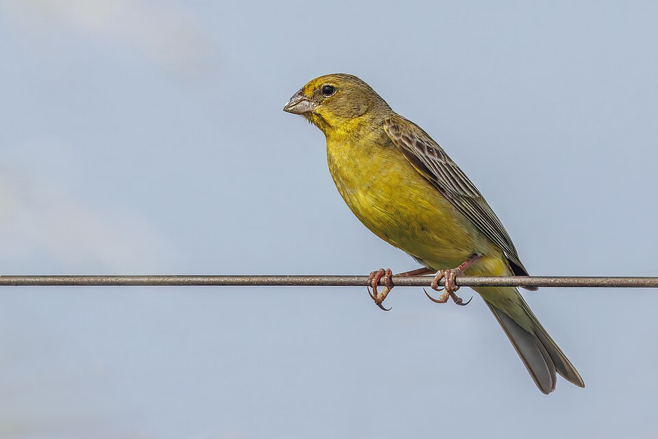 Grassland Yellow-Finch