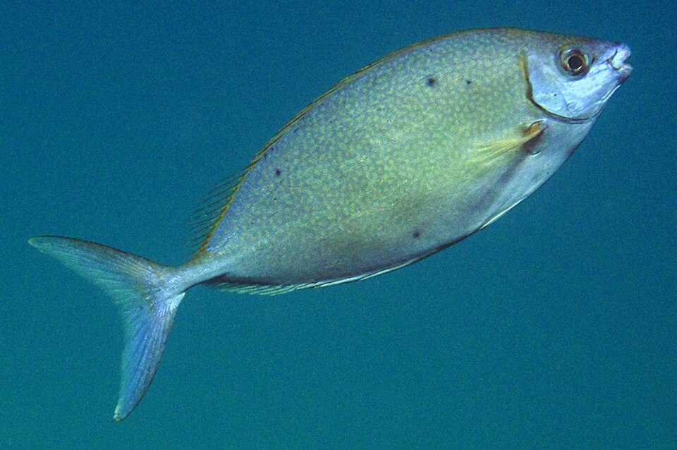 Silvery Rabbitfish, Streamlined spinefoot