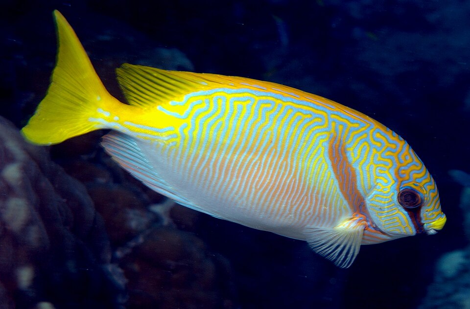 Barred spinefoot