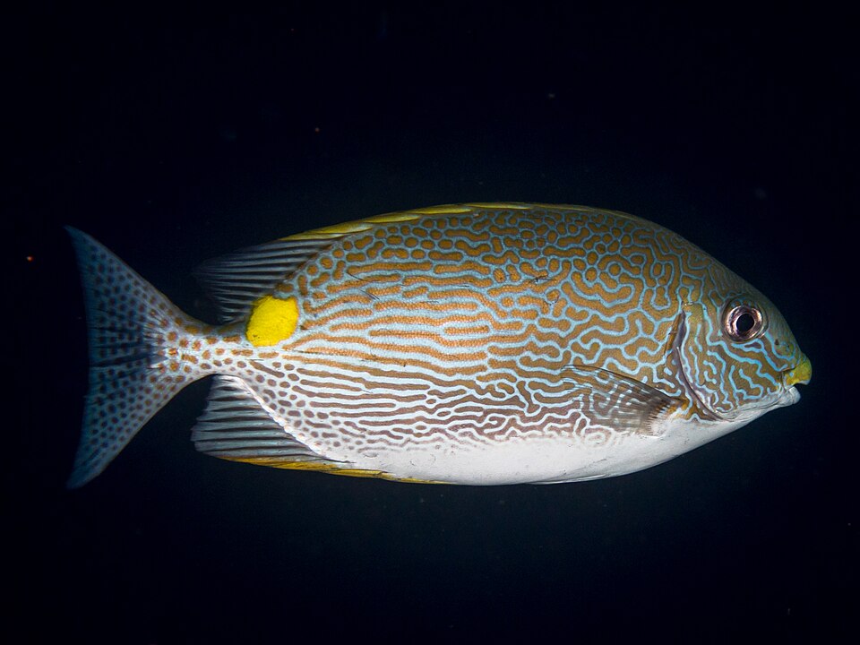 Golden-lined spinefoot