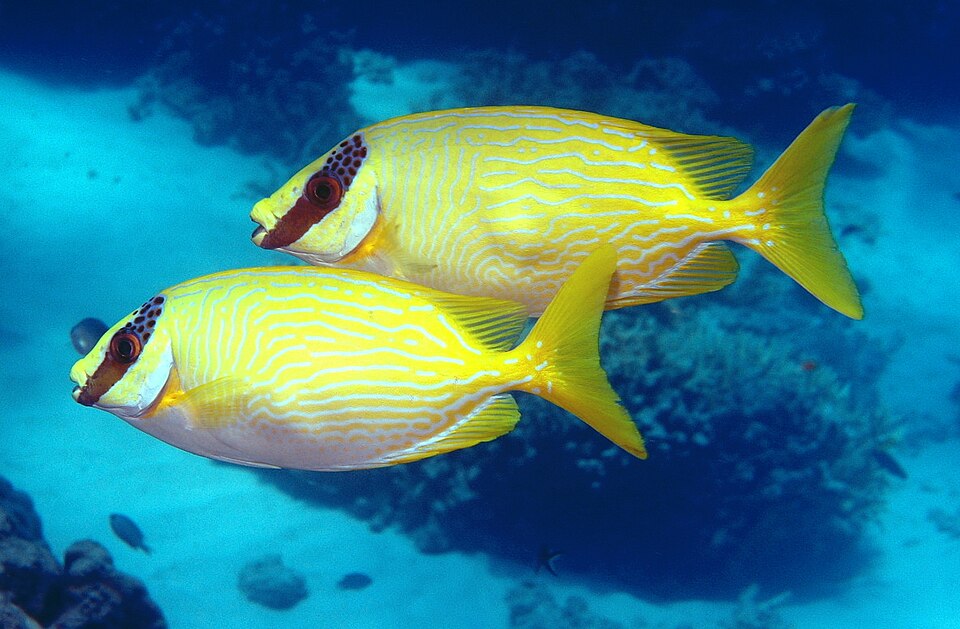 Masked spinefoot