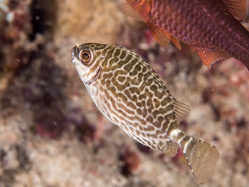 Spiny Rabbitfish