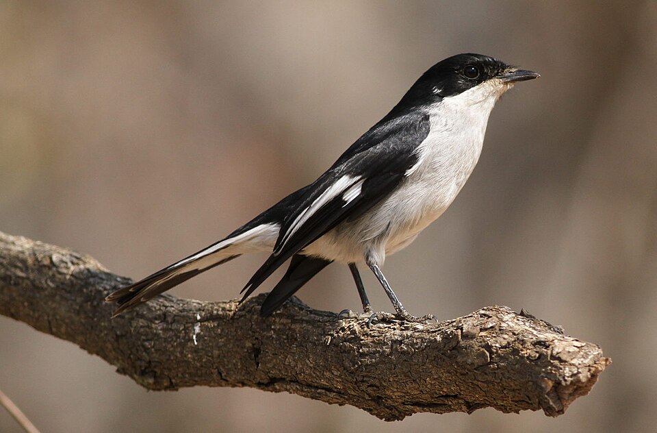 Fiscal Flycatcher