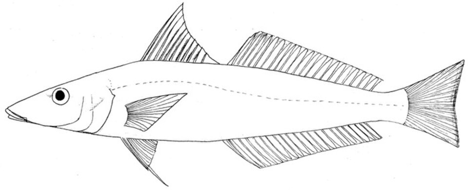 Silver sillago