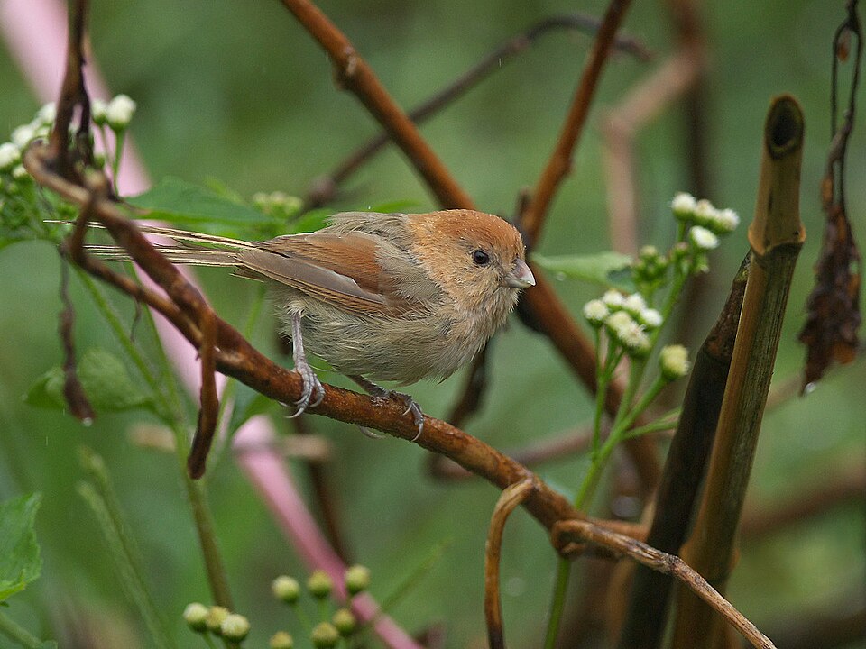 Vinous-throated Parrotbill