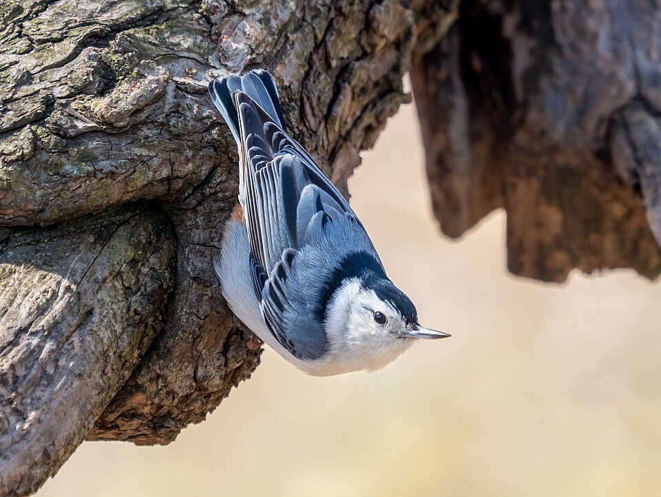 White-breasted Nuthatch