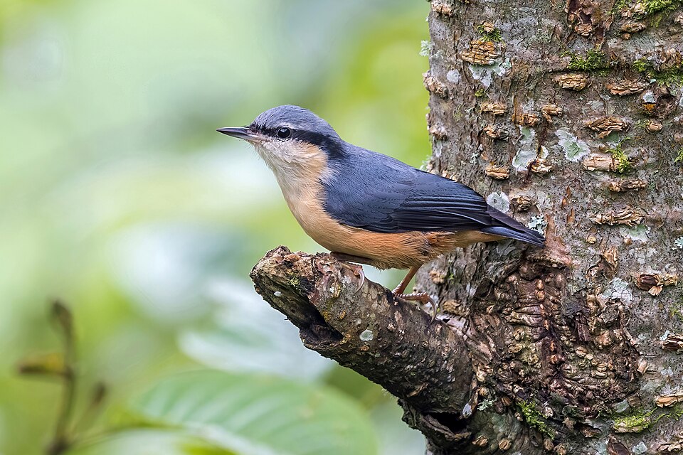 White-tailed Nuthatch