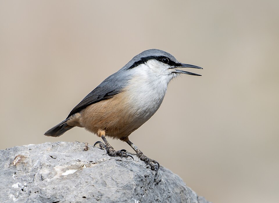 Western Rock Nuthatch