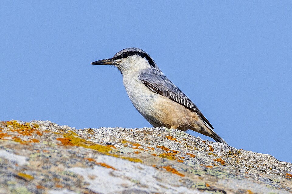 Eastern Rock Nuthatch