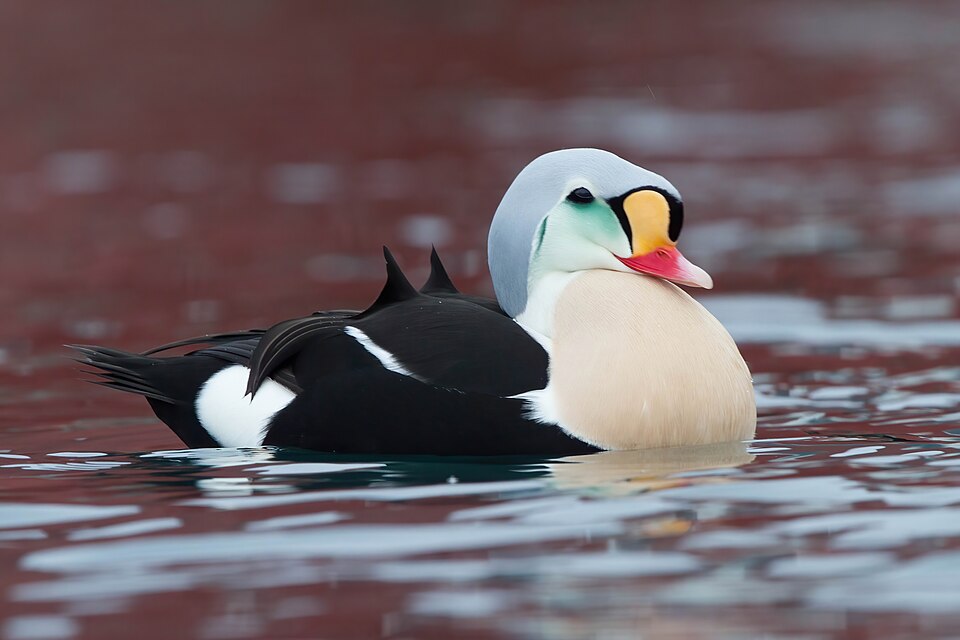 King/Common Eider
