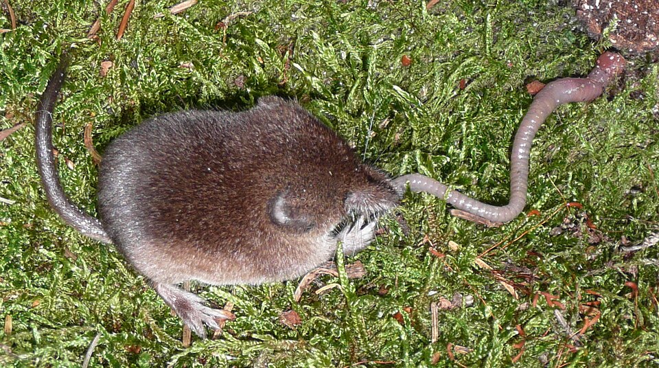 common shrew