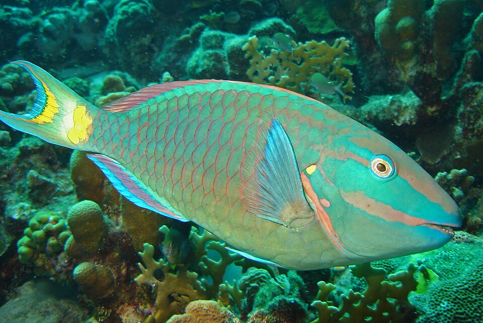 Stoplight parrotfish