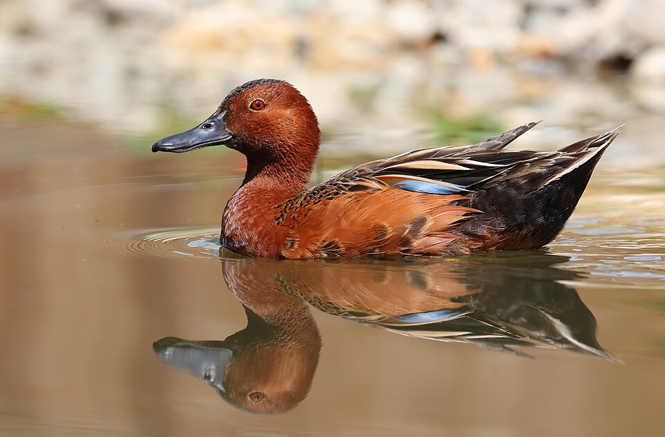 Cinnamon Teal