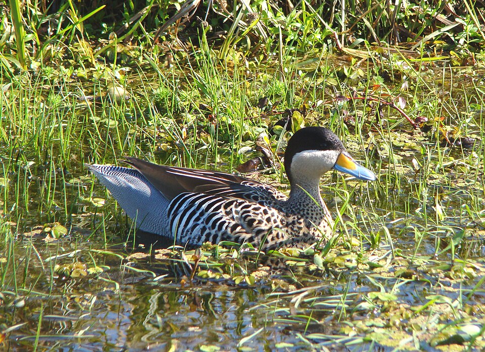 Silver Teal