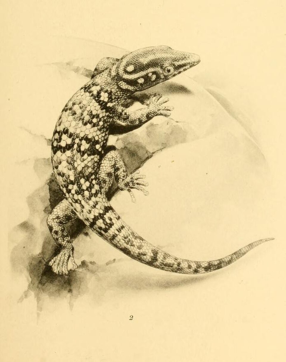Cope's Least Gecko
