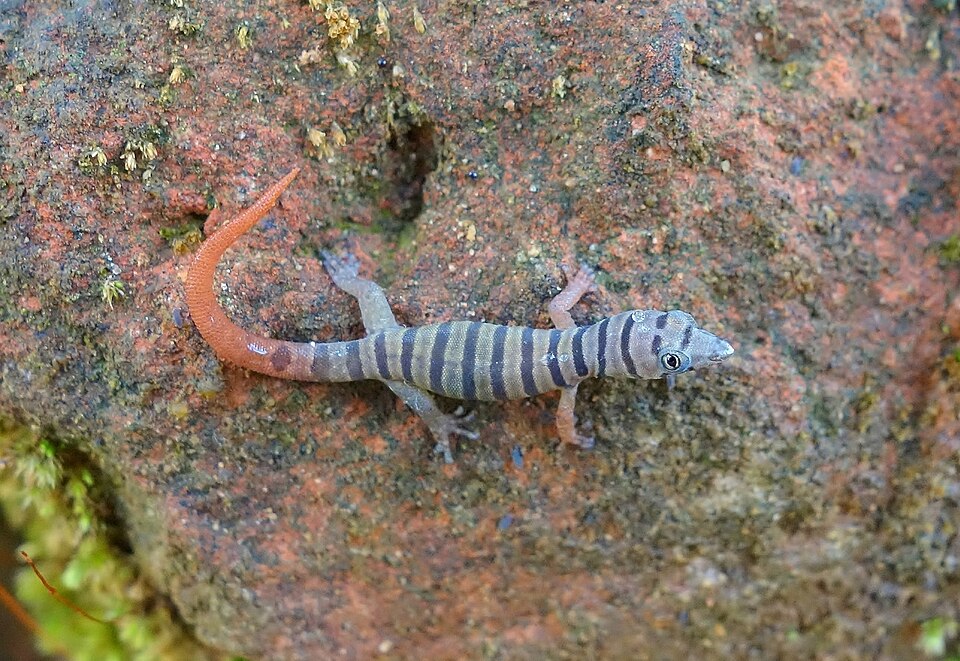 Ashy Gecko