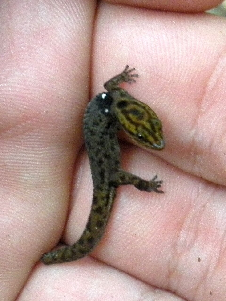 Common Dwarf Gecko