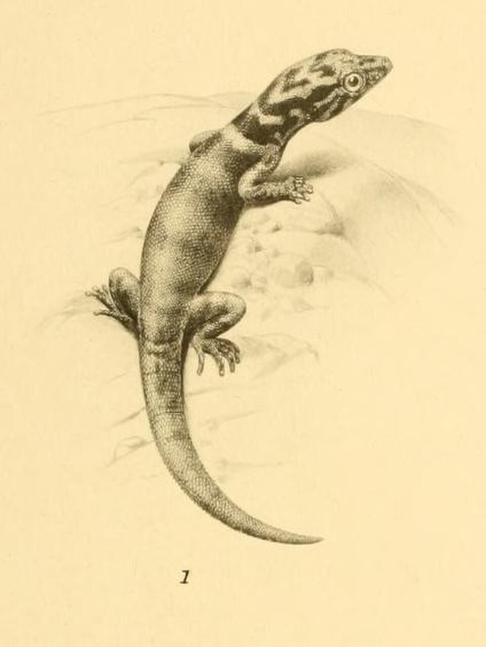 Little-scaled Least Gecko