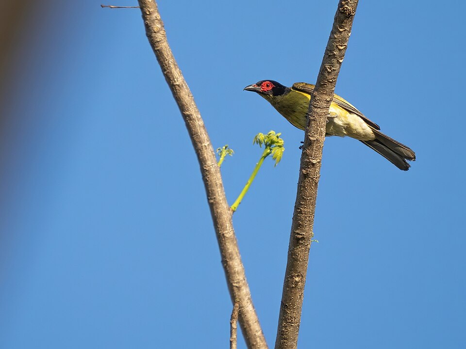 Green Figbird