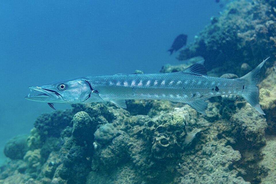 Great barracuda