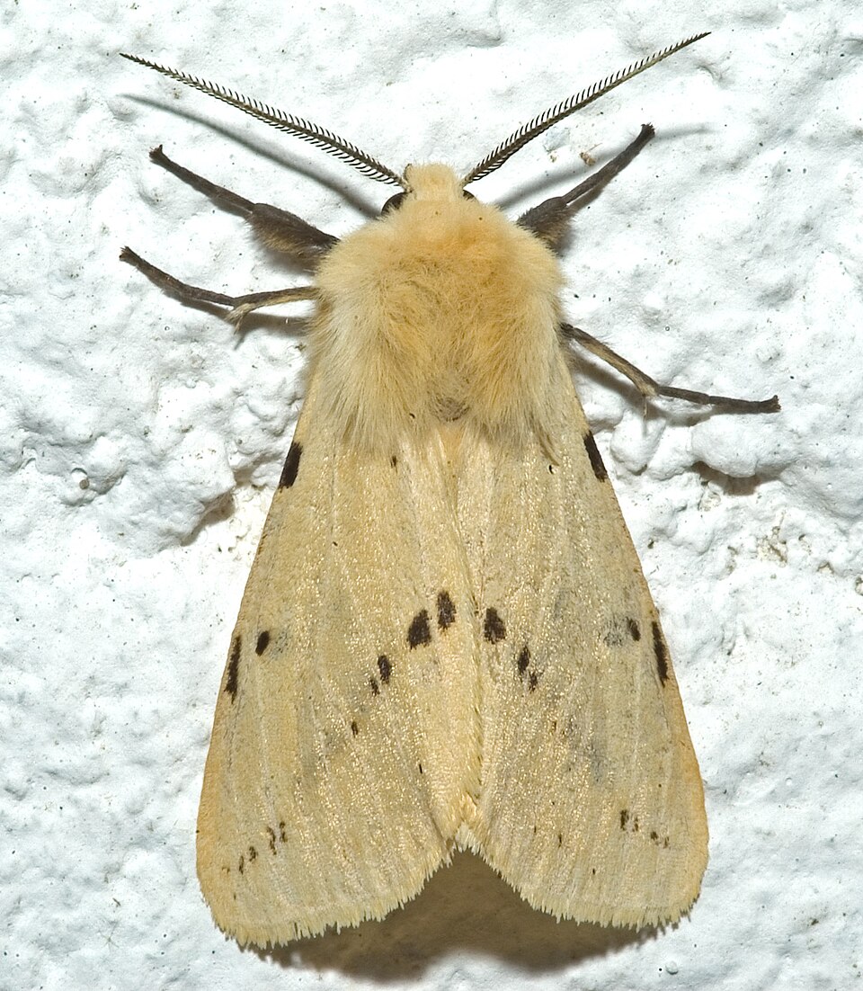 Buff ermine
