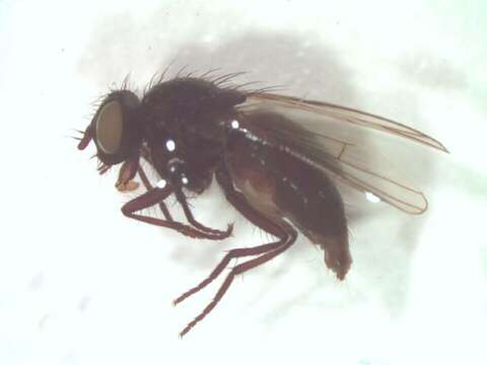 Spilogona sanctipauli