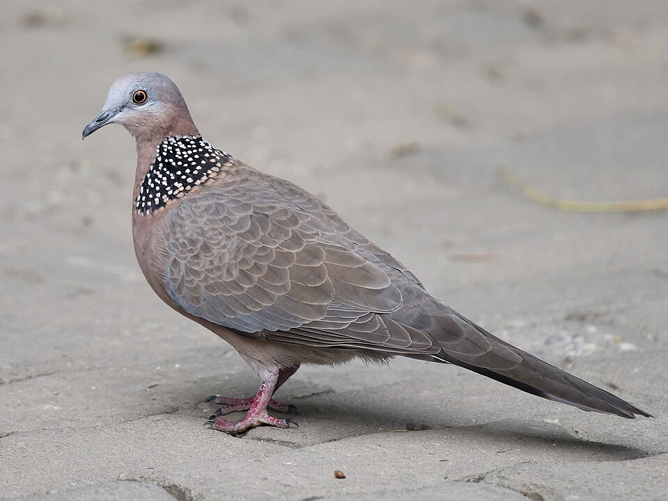 Spotted Dove