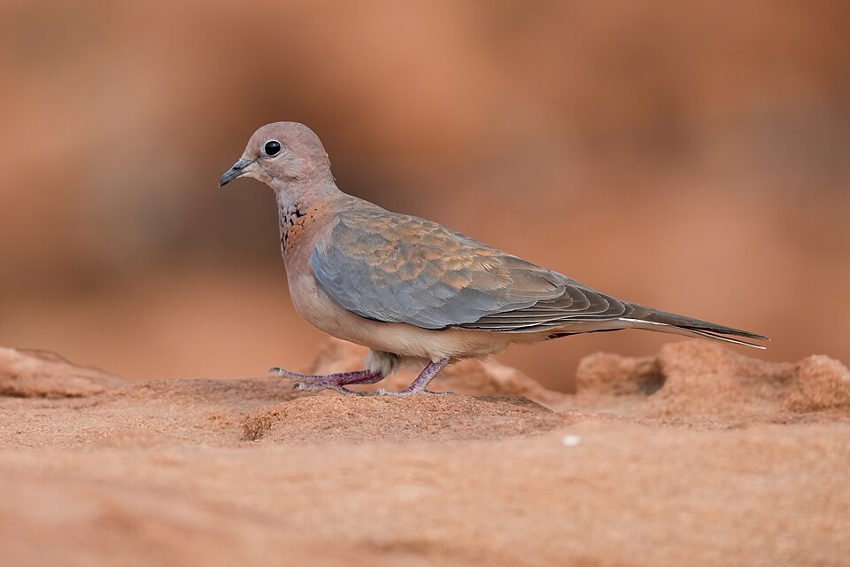 Laughing Dove