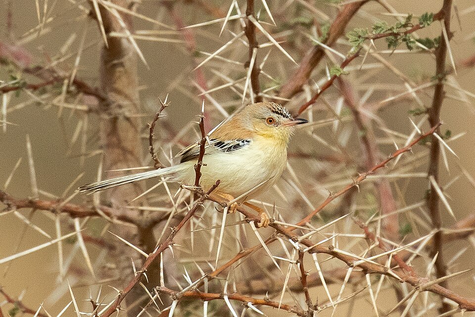Cricket Longtail
