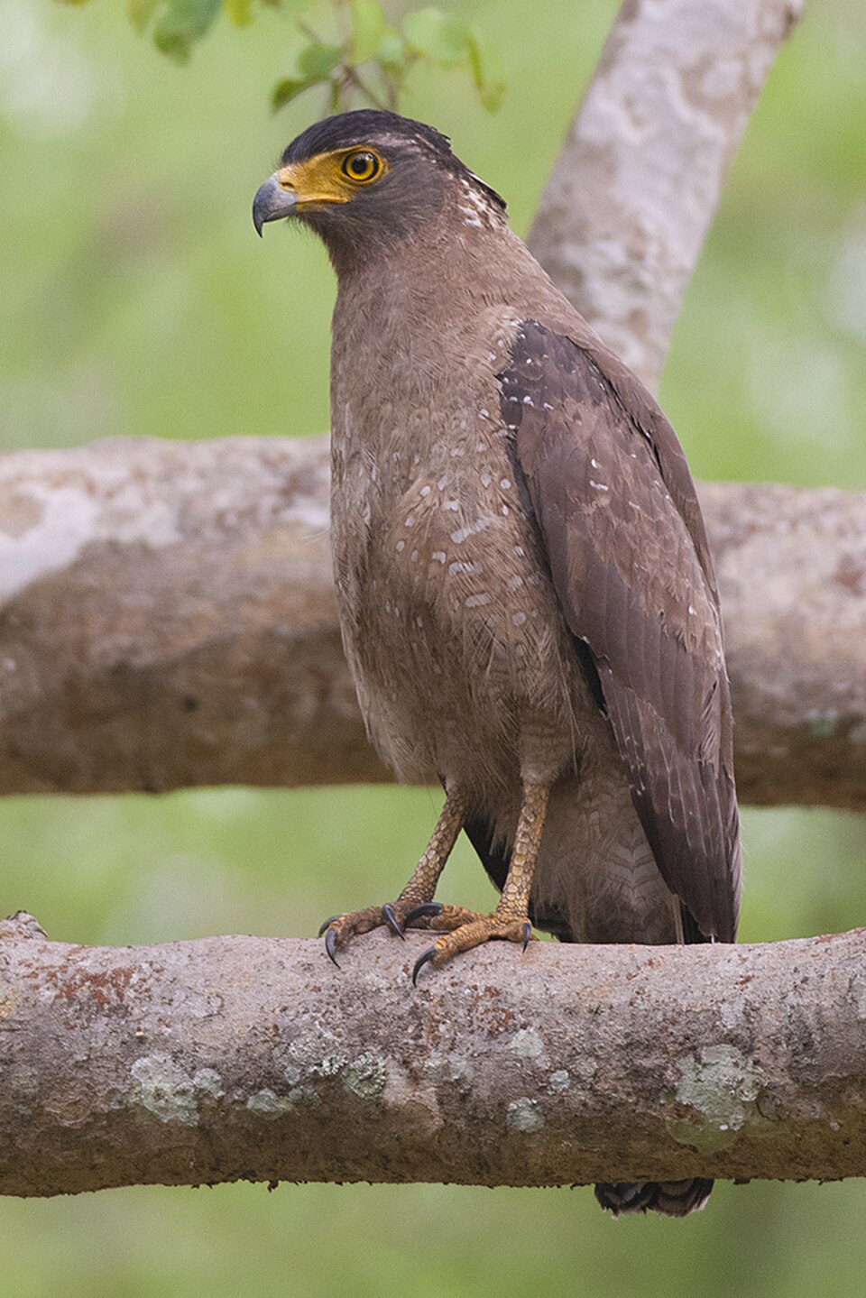 Crested Serpent-Eagle