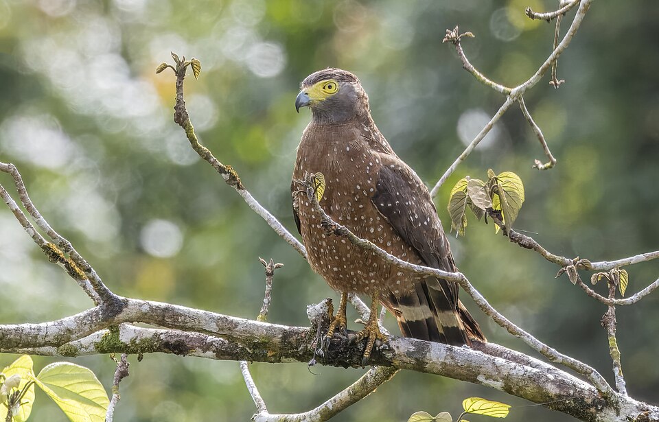 Philippine Serpent-Eagle