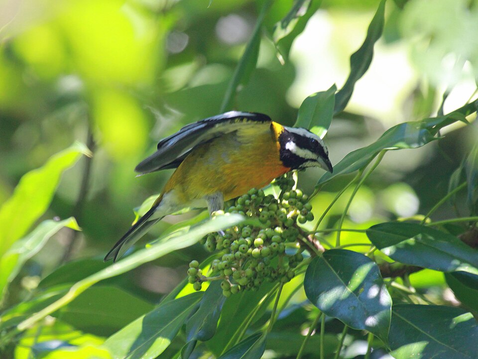 Jamaican Spindalis