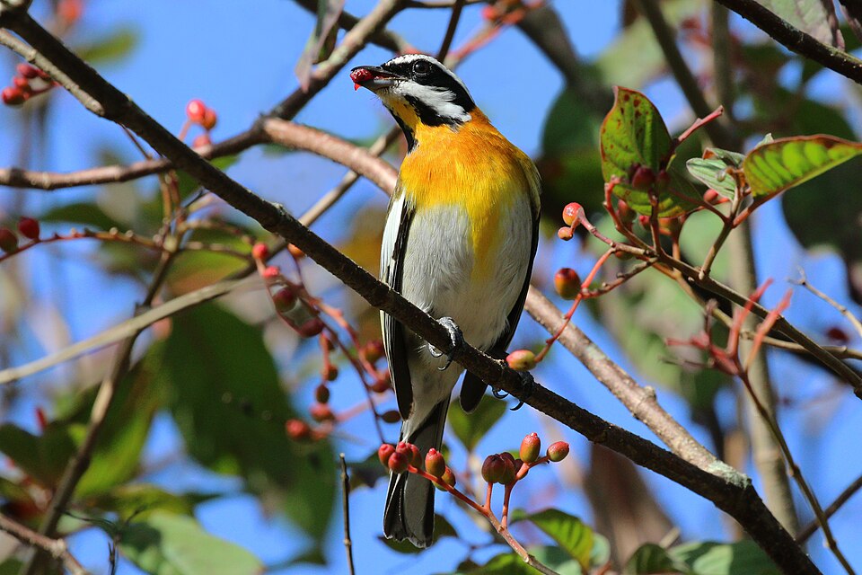 Western Spindalis