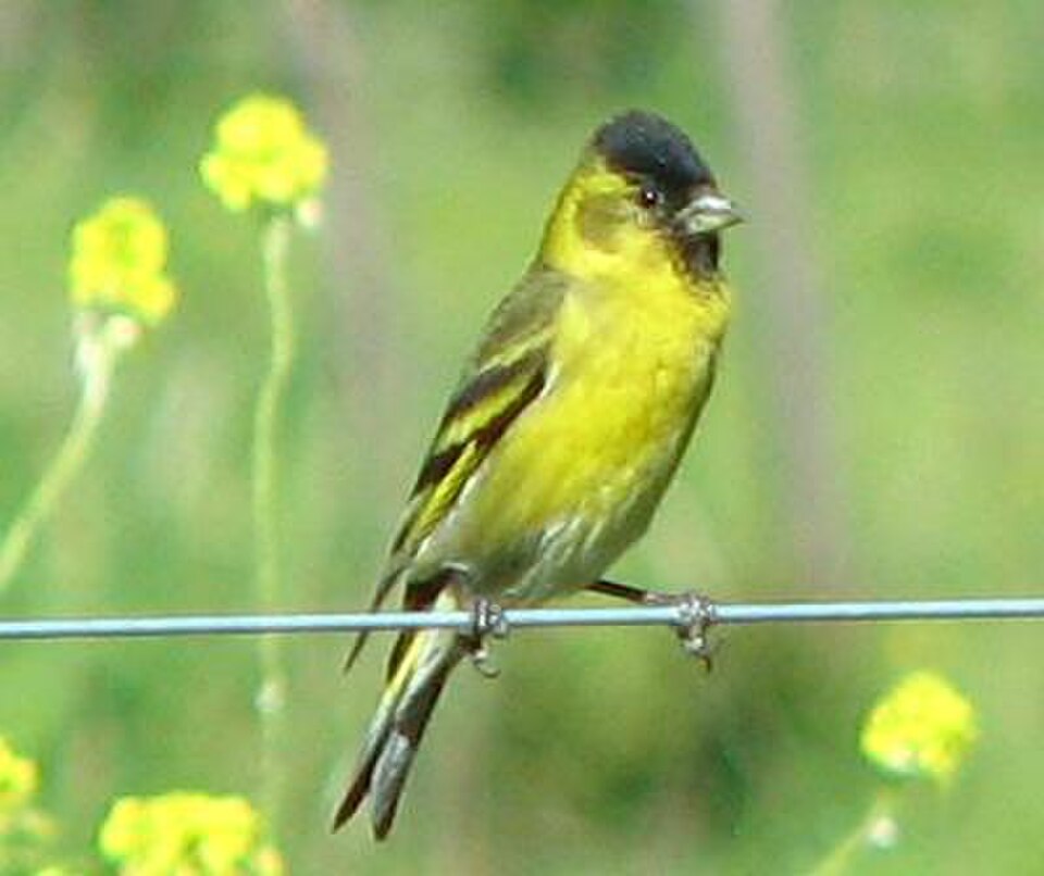 Black-chinned Siskin