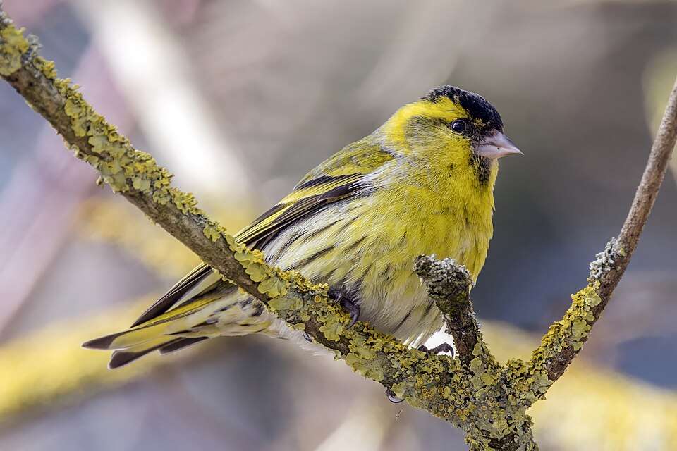Eurasian Siskin