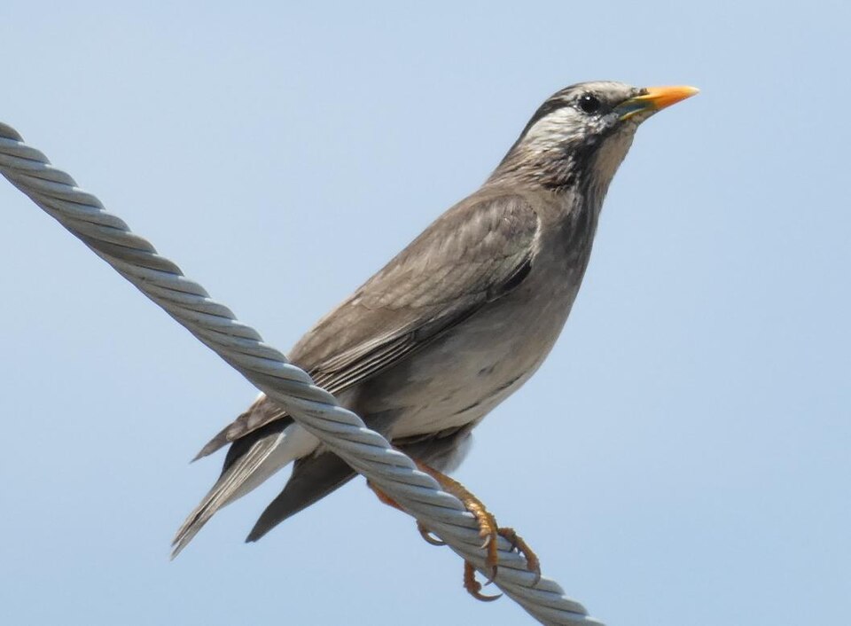 White-cheeked Starling