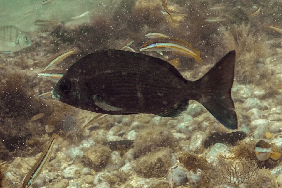 Black seabream