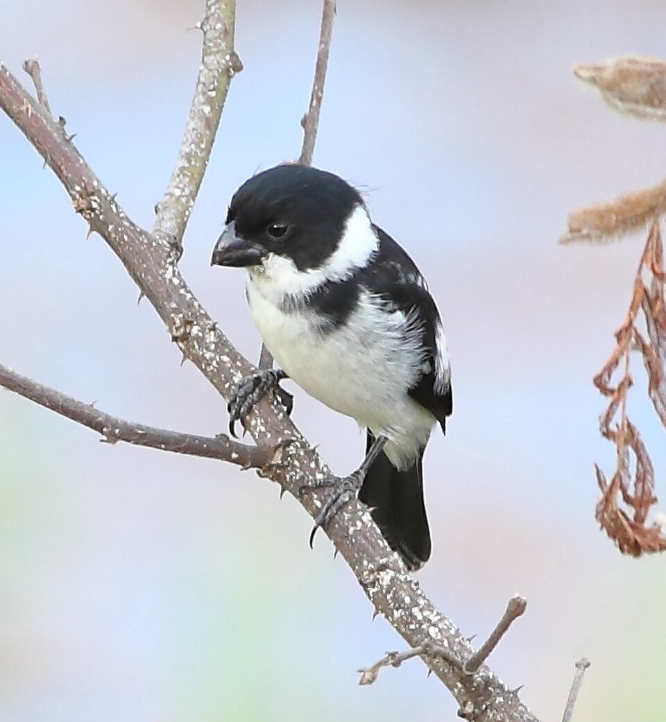 Wing-barred Seedeater